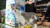 Since when were NYC bodega cats illegal? A new bill looks to change that